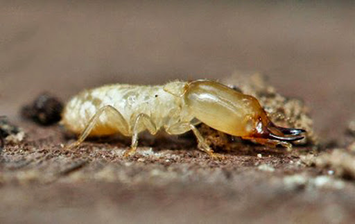 All American Termite and Pest Services