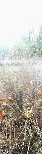 Nature Preserve «Grant Woods Forest Preserve», reviews and photos, 25405 W Monaville Rd, Ingleside, IL 60041, USA