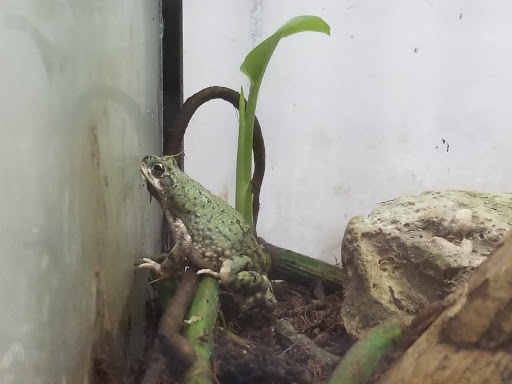 Reptile Store «MOC Reptiles», reviews and photos, 643 NE 125th St, North Miami, FL 33161, USA