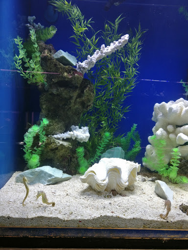 Aquarium «Old Orchard Aquarium», reviews and photos, 9235 Skokie Blvd, Skokie, IL 60077, USA