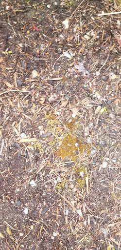 Park «Viewpoint Park», reviews and photos, 134th & NE 24th Street, Bellevue, WA 98005, USA