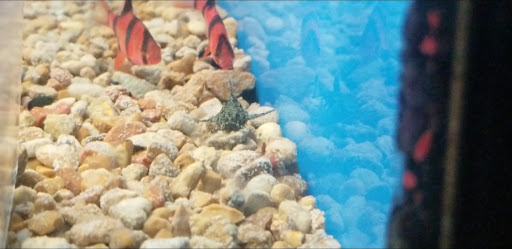 Pet Supply Store «Petco Animal Supplies», reviews and photos, 26501 Bouquet Canyon Rd, Saugus, CA 91350, USA