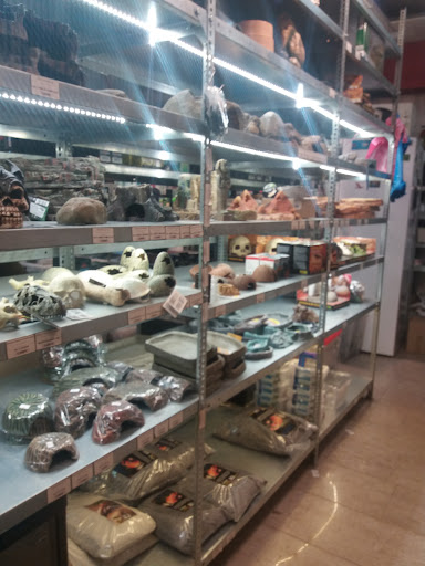 Chameleon - Reptile - Pet Food Shop