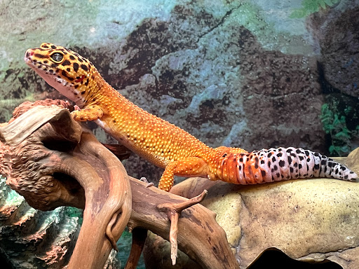 Pet Store «The Pet Works», reviews and photos, 407 4th Ave E, Olympia, WA 98501, USA