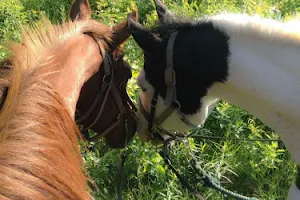 One Trick Pony Rides image