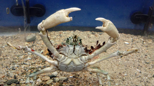 Aquarium «Biomes Marine Biology Center», reviews and photos, 6640 Post Rd, North Kingstown, RI 02852, USA