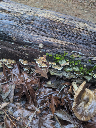 Uvas Canyon County Park image