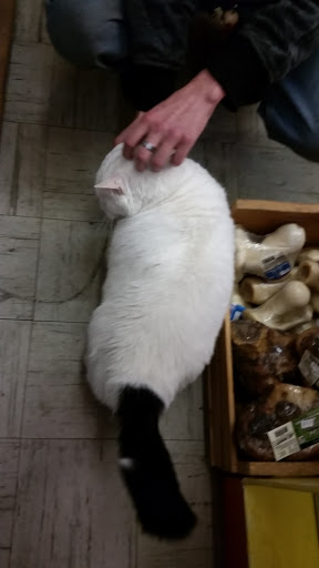 Pet Groomer «The Wagging Tail Pet Nutrition Center», reviews and photos, 337 U.S. 9, Cape May, NJ 08204, USA