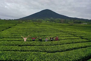 Tea Plantation (Kebun Teh) image