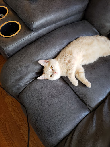 Pet Supply Store «Petco Animal Supplies», reviews and photos, 993 Branson Hills Pkwy, Branson, MO 65616, USA