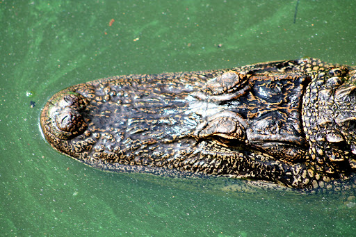 Zoo «ZooWorld Zoological and Botanical Conservatory», reviews and photos, 9008 Front Beach Rd, Panama City Beach, FL 32407, USA