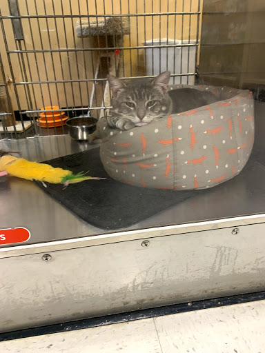 Pet Supply Store «PetSmart», reviews and photos, 7663 Arundel Mills Blvd, Hanover, MD 21076, USA