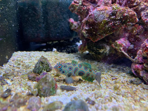 Pet Store «Laconia Pet Center», reviews and photos, 1343 Union Ave, Laconia, NH 03246, USA