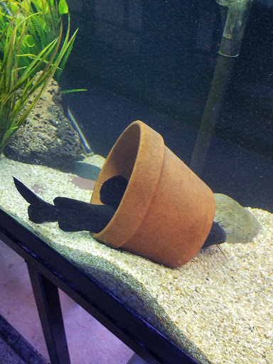 Tropical Fish Store «Fish Gallery», reviews and photos, 6955 Greenville Ave, Dallas, TX 75231, USA