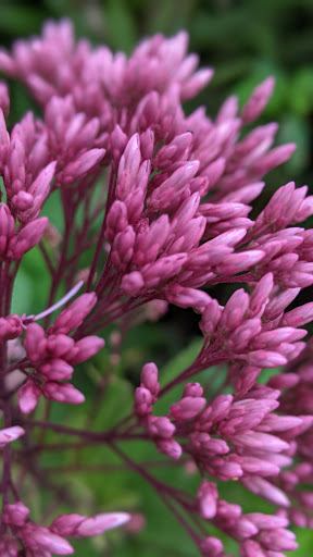 Park «Francis William Bird Park», reviews and photos, 251 Washington St, East Walpole, MA 02032, USA