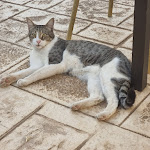 Photo n°4 de l'avis de Marco.i fait le 20/09/2023 à 21:09 sur le  Artemisia Resort, Hotel Ragusa à Ragusa