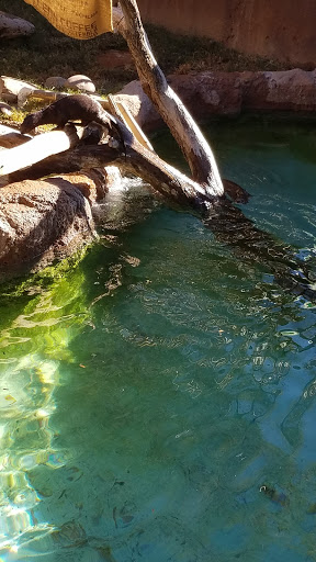 Zoo «Reid Park Zoo», reviews and photos, 3400 Zoo Court, Tucson, AZ 85716, USA