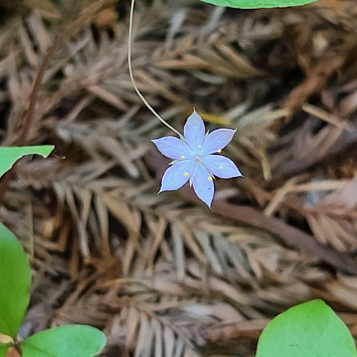 Nature Preserve «LandPaths Grove of Old Trees», reviews and photos, 17599 Fitzpatrick Ln, Occidental, CA 95465, USA