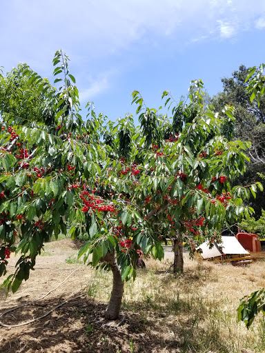 Guldseth Cherry Orchards