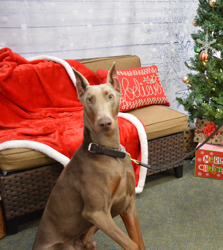 Pet Supply Store «The Natural Pet Enrichment Center», reviews and photos, 6720 Royalton Rd, North Royalton, OH 44133, USA