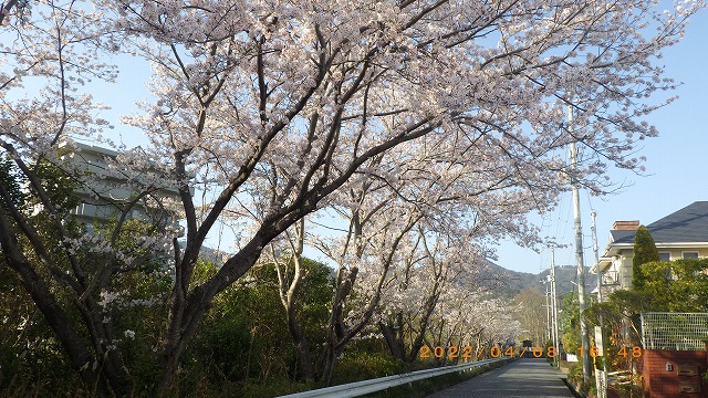 神戸北町北公園桜並木