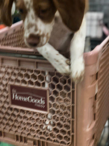 Department Store «HomeGoods», reviews and photos, 4483 Commons Dr W, Destin, FL 32541, USA