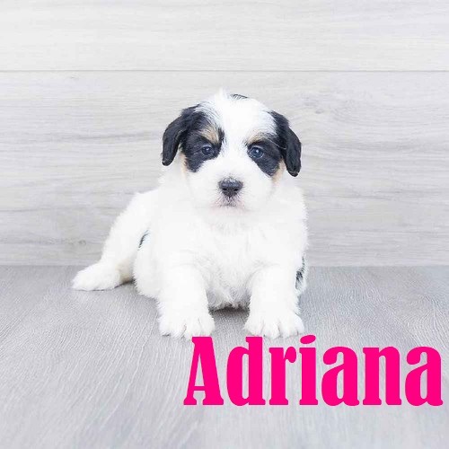 Pet Store «Pet Express», reviews and photos, 100 Independence Way, Danvers, MA 01923, USA