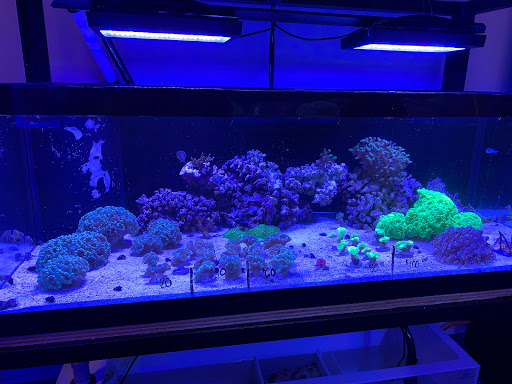 Aquarium «Coral Logic Aquarium LLC», reviews and photos, 7860 Gate Pkwy #108, Jacksonville, FL 32256, USA