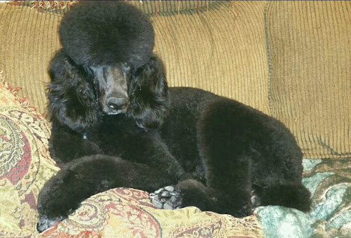 Pet Supply Store «Petco Animal Supplies», reviews and photos, 3430 W State St, Grand Island, NE 68803, USA