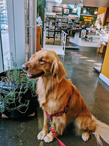 Chiens de cliniques Vancouver