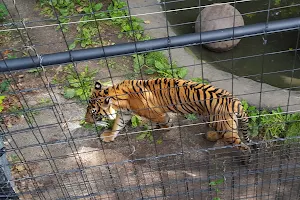 Sumatran Tiger Exhibit image