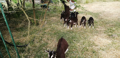 Ferme de la Bilouterie à Dollot