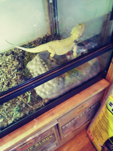 Reptile Store «Pets & Things», reviews and photos, 44825 Van Dyke, Utica, MI 48317, USA