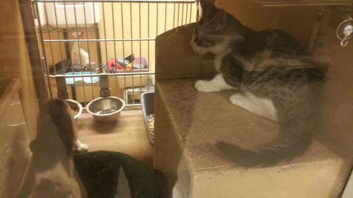 Pet Supply Store «PetSmart», reviews and photos, 13600 Baltimore Ave, Laurel, MD 20707, USA