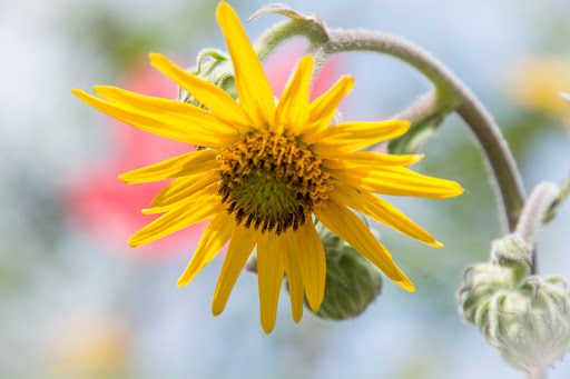 Nature Preserve «Chattahoochee Nature Center», reviews and photos, 9135 Willeo Rd, Roswell, GA 30075, USA