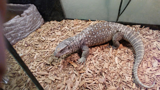 Reptile Store «Reptile Pets Direct», reviews and photos, 8088 Pat Booker Rd, Live Oak, TX 78233, USA