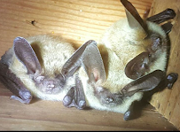 Western Bat Specialists - Photo 3 - Car repair in Olivehurst, CA, Yuba City