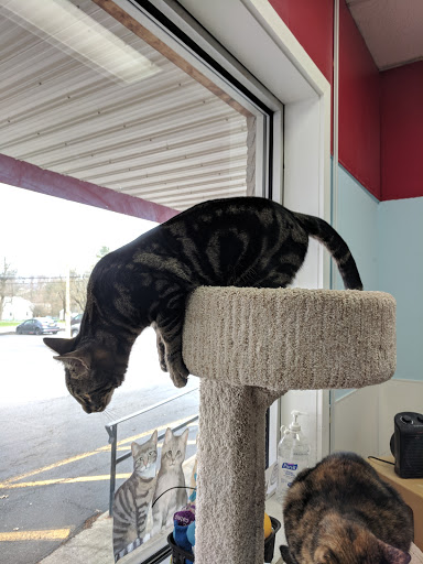 Pet Supply Store «Healthy Pet Center», reviews and photos, 237 N Greenbush Rd, Troy, NY 12180, USA