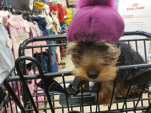 Pet Supply Store «Petco Animal Supplies», reviews and photos, 30697 US Hwy 19 N, Palm Harbor, FL 34684, USA