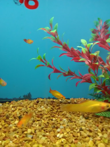 Pet Supply Store «City Pets & Ponds», reviews and photos, 4029 Mill St, Kansas City, MO 64111, USA