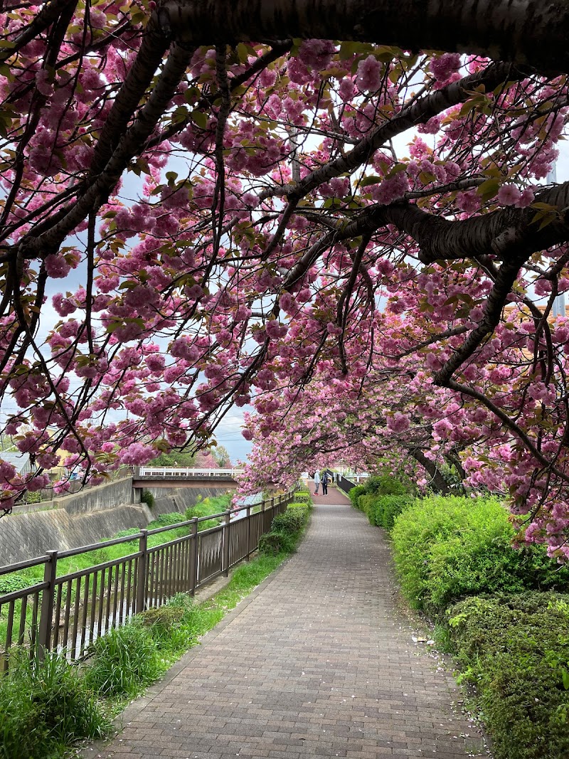 程久保川遊歩道の八重桜