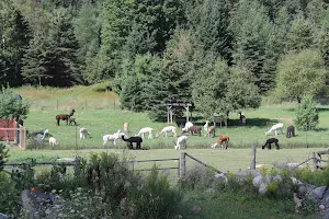 Serendipity Farm and Sanctuary - Alpacas & Llamas image