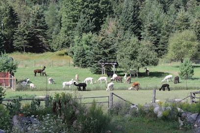 Serendipity Farm and Sanctuary - Alpacas & Llamas