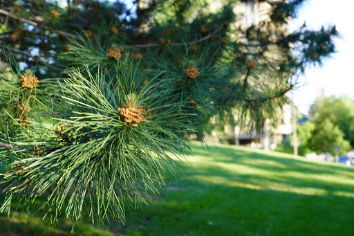 Park «Governors Park», reviews and photos, 701 Pennsylvania St, Denver, CO 80203, USA