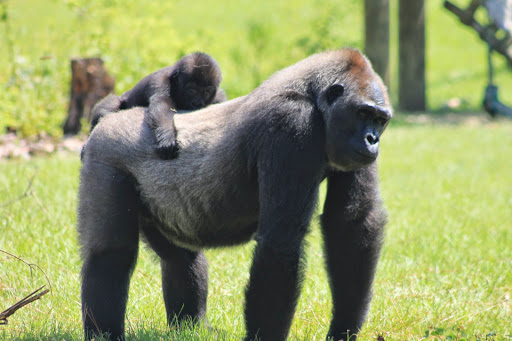 Zoo «Gulf Breeze Zoo», reviews and photos, 5701 Gulf Breeze Pkwy, Gulf Breeze, FL 32563, USA