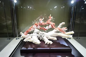 Beautiful coral museum image