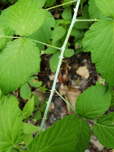 Nature Preserve «Maplewood Nature Center», reviews and photos, 2659 E 7th St, St Paul, MN 55119, USA