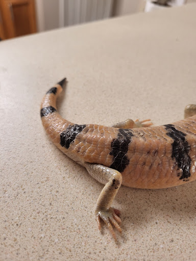 Reptile Store «Reptile Pets Direct», reviews and photos, 8088 Pat Booker Rd, Live Oak, TX 78233, USA