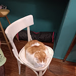 Photo n°7 de l'avis de Ale. fait le 16/09/2023 à 18:02 sur le  Crazy Cat Café à Milan