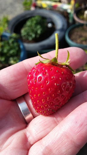 Book Store «Pipe & Thimble Bookstore», reviews and photos, 24830 Narbonne Ave, Lomita, CA 90717, USA